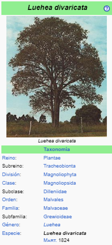 Ka’a ovetí - Luehea divaricata